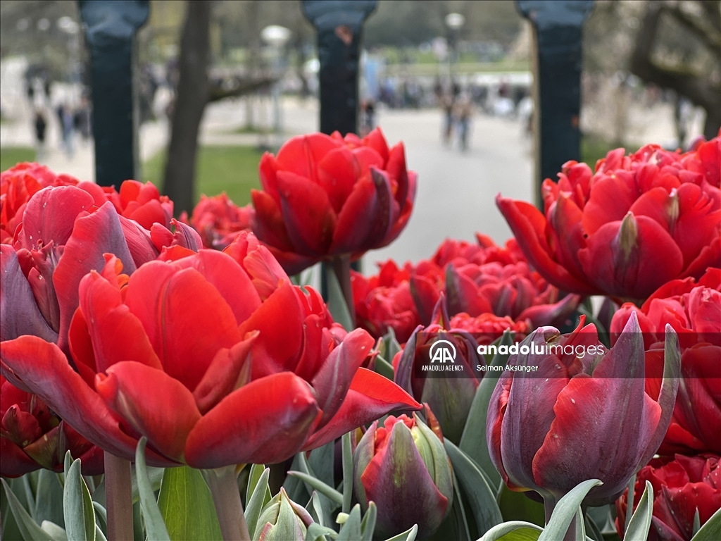 В Амстердаме наступила пора тюльпанов