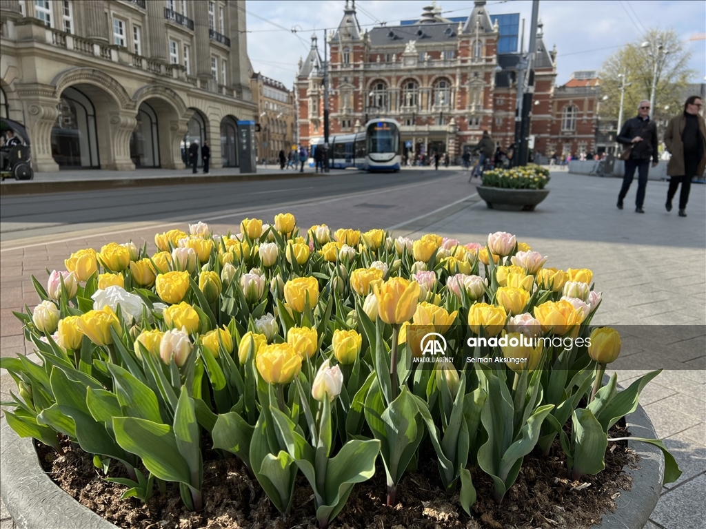 В Амстердаме наступила пора тюльпанов