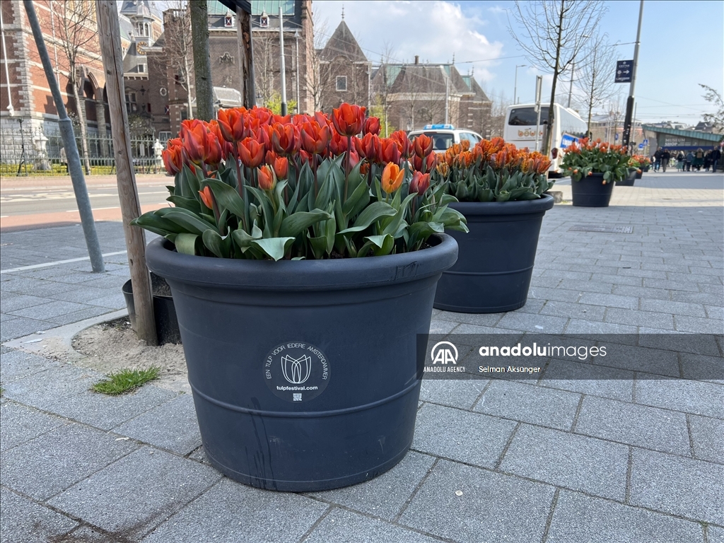 В Амстердаме наступила пора тюльпанов