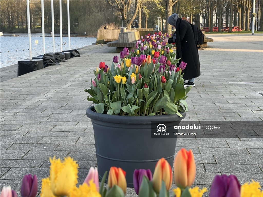 В Амстердаме наступила пора тюльпанов