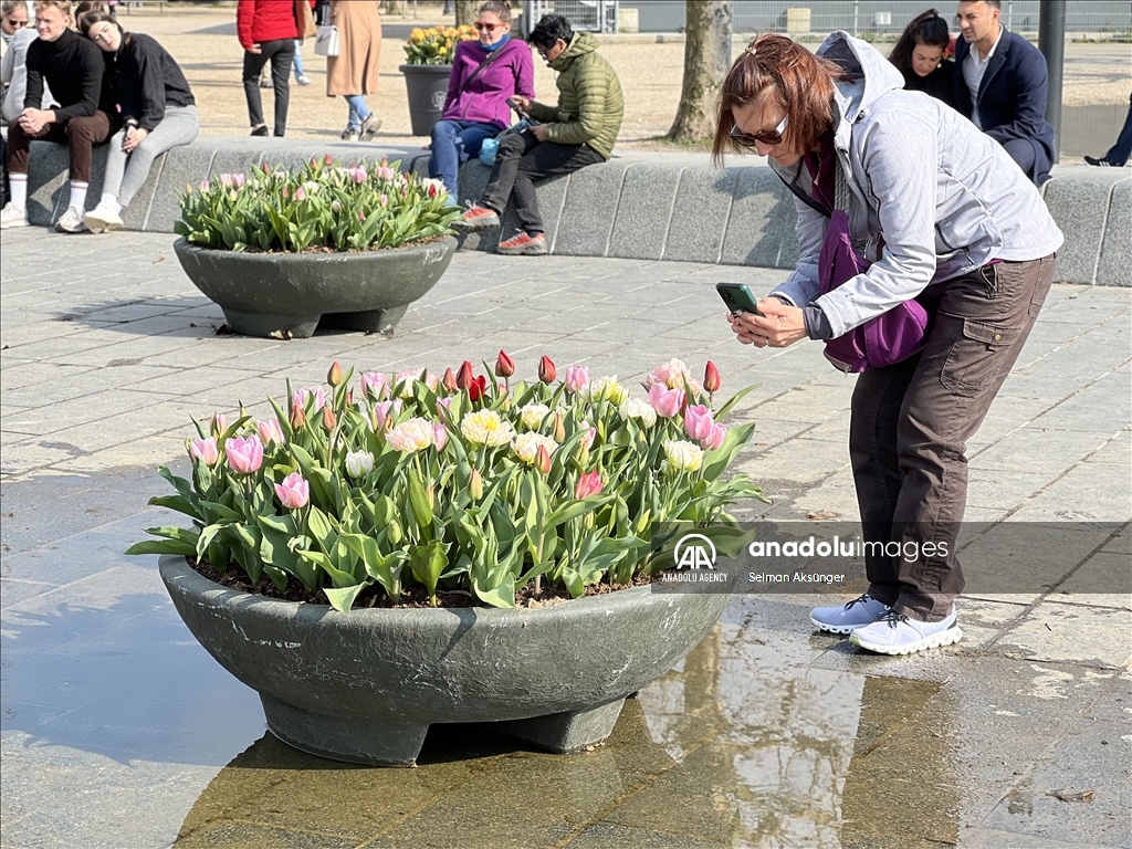 В Амстердаме наступила пора тюльпанов