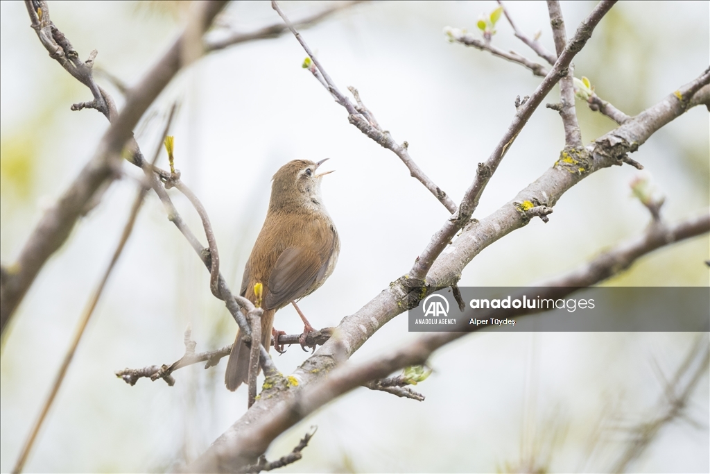 Migratory birds stop and rest during spring migration at Uluabat lake in Bursa, Türkiye