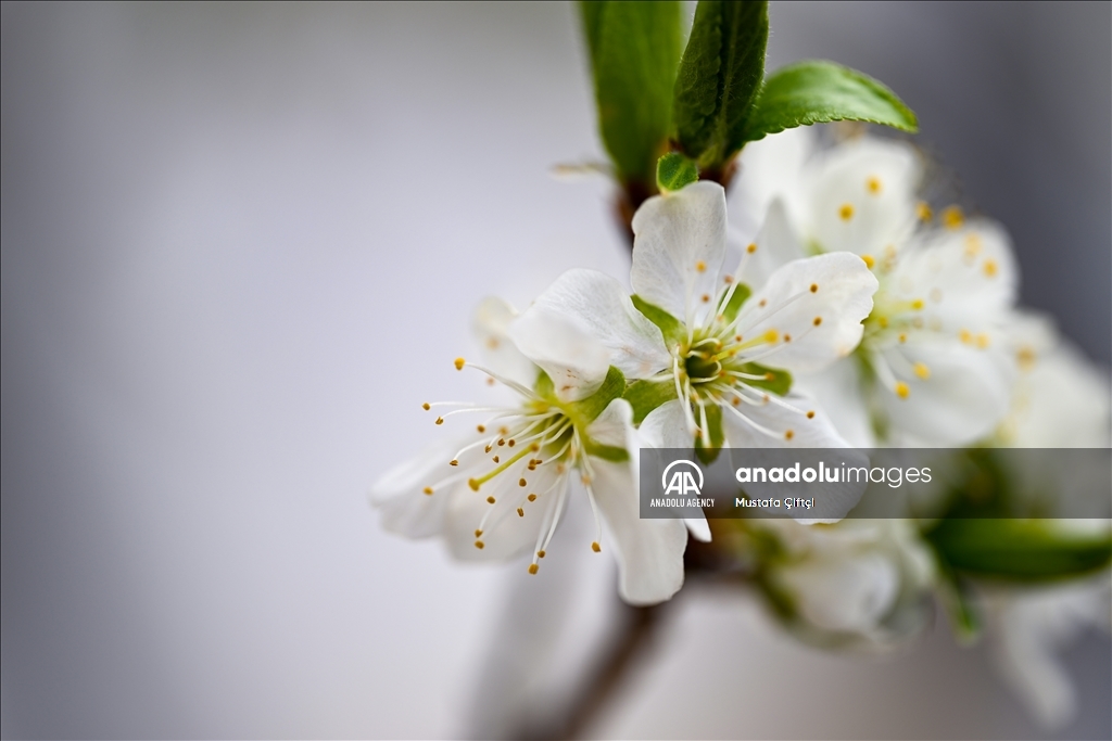 Delicate flowers bloom in Turkish capital as springtime beauty starts to decorate Ankara