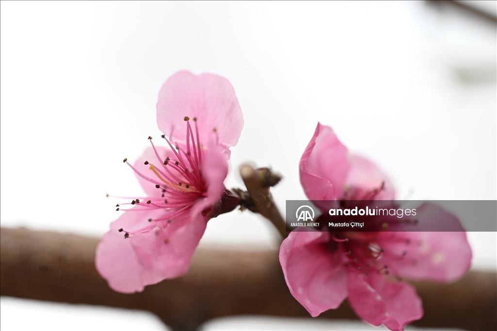 تصاویر خارق العاده از شکوفایی گلهای گوناگون