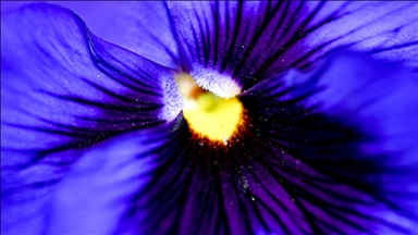 Delicate flowers bloom in Turkish capital as springtime beauty starts to decorate Ankara