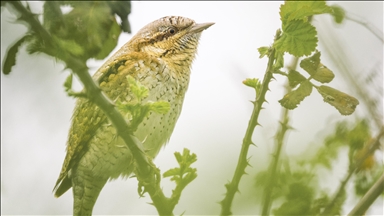 Migratory birds stop and rest during spring migration at Uluabat lake in Bursa, Türkiye