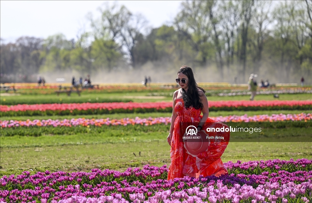 Blooming tulips draw visitors to Holland Ridge Farms in New Jersey, US, awash with springtime sunshine