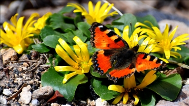 Kars'taki Keklik Vadisi'nde doğa canlandı