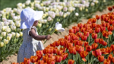Blooming tulips draw visitors to Holland Ridge Farms in New Jersey, US, awash with springtime sunshine