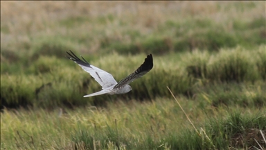 Yüksekova Nehil Sazlığı'nda tespit edilen kuş türü sayısı 200'ü geçti