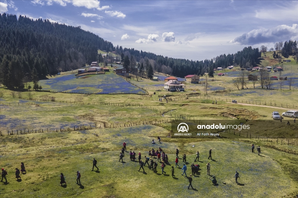 Campo de adelfa azul en la región oriental del Mar Negro de Turkiye