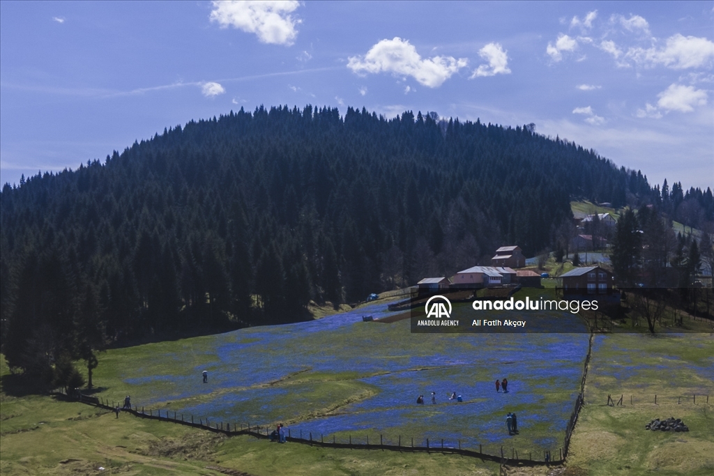 Campo de adelfa azul en la región oriental del Mar Negro de Turkiye