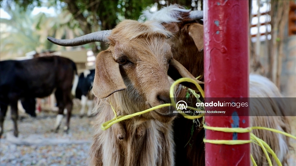 Umman'da Ramazan Bayramı hazırlıkları