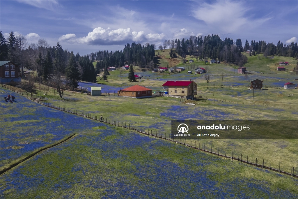 Campo de adelfa azul en la región oriental del Mar Negro de Turkiye