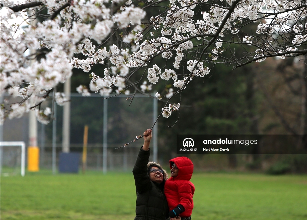 Bunga Sakura bermekaran di High Park Toronto, Kanada