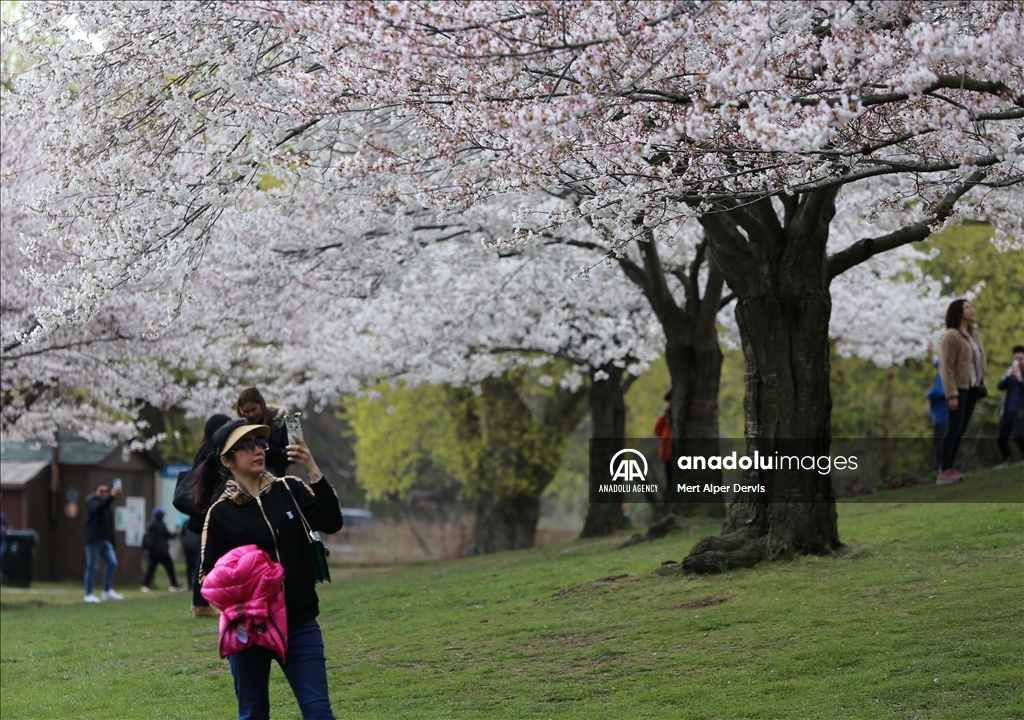 Bunga Sakura Bermekaran Di High Park Toronto, Kanada - Anadolu Ajansı