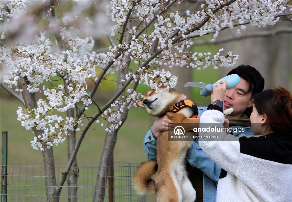 Bunga Sakura bermekaran di High Park Toronto, Kanada