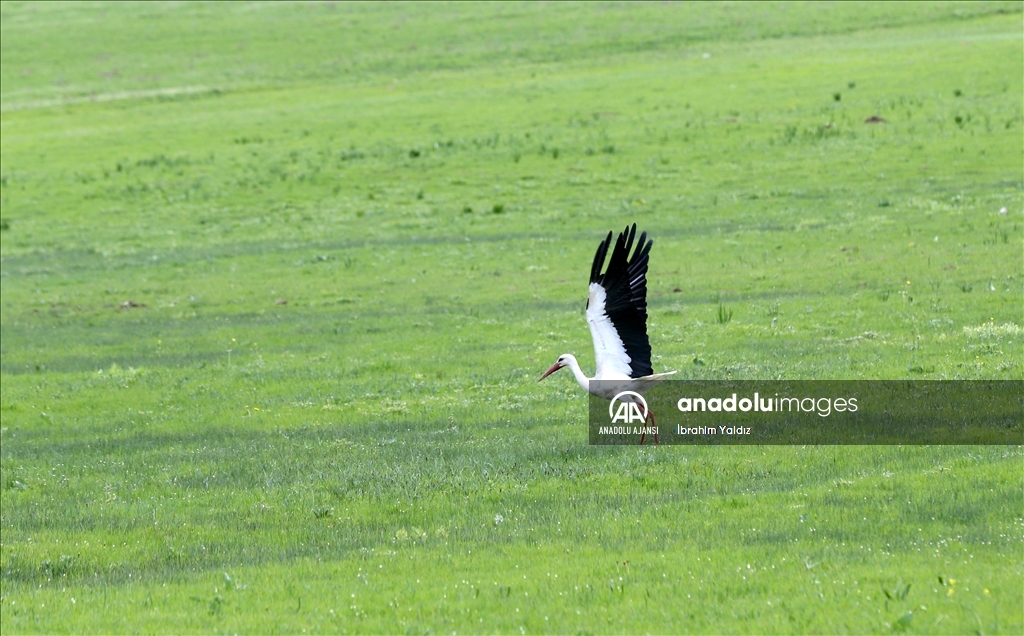 Muş Ovası'nda yaklaşık 400 kuş türü kayıt altına alındı