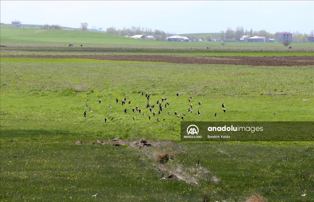 Muş Ovası'nda yaklaşık 400 kuş türü kayıt altına alındı