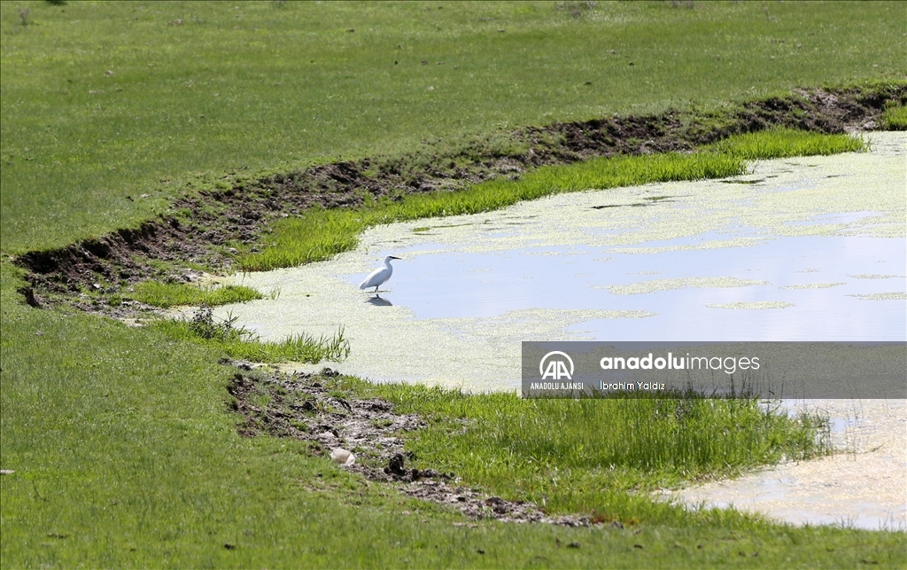 Muş Ovası'nda yaklaşık 400 kuş türü kayıt altına alındı