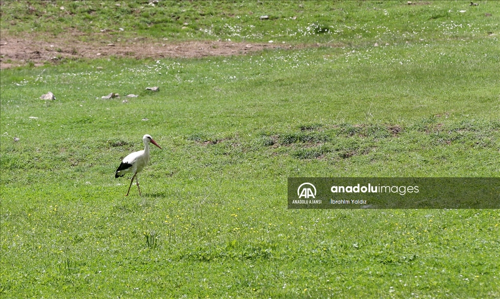 Muş Ovası'nda yaklaşık 400 kuş türü kayıt altına alındı