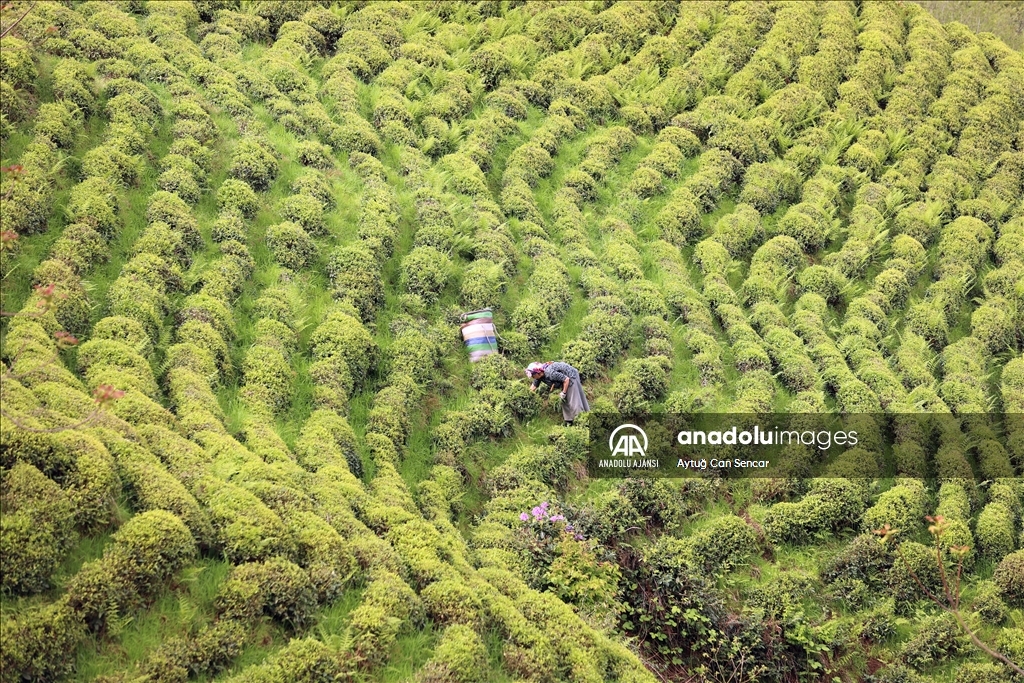 Rize doğal güzelliğiyle ziyaretçilerine görsel şölen sunuyor
