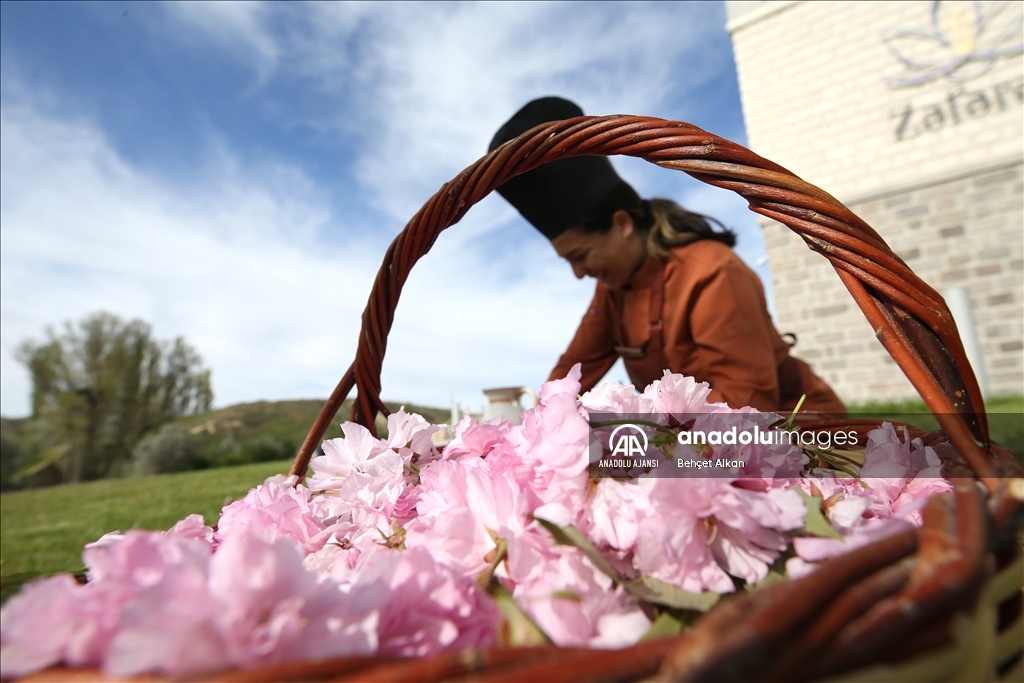 Kapadokya'da "sakura" çiçekleri lezzete dönüşüyor