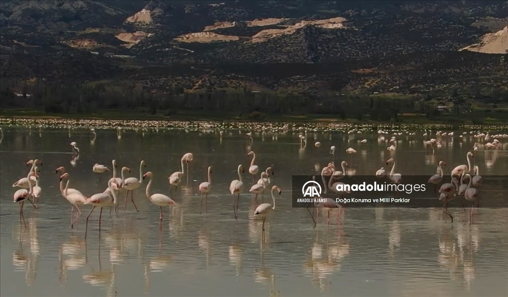 Burdur'daki Yarışlı Gölü'nü flamingolar hareketlendirdi
