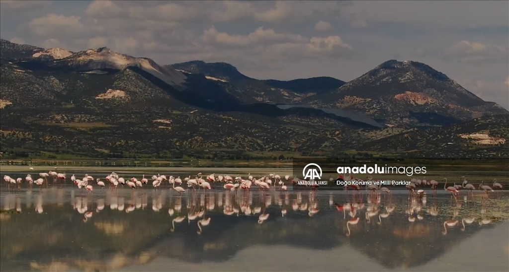 Burdur'daki Yarışlı Gölü'nü flamingolar hareketlendirdi