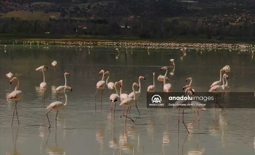 Burdur'daki Yarışlı Gölü'nü flamingolar hareketlendirdi