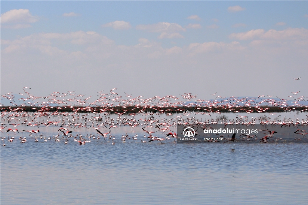 Akgöl sazlıkları flamingolarla hareketlendi