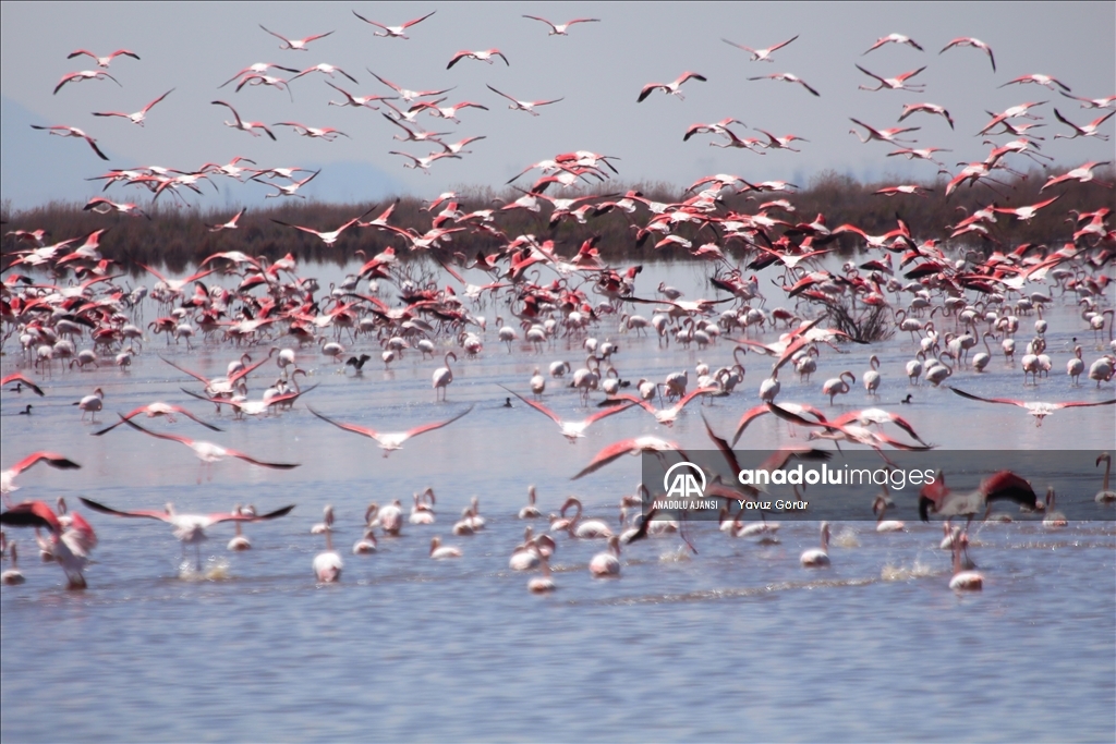 Akgöl sazlıkları flamingolarla hareketlendi