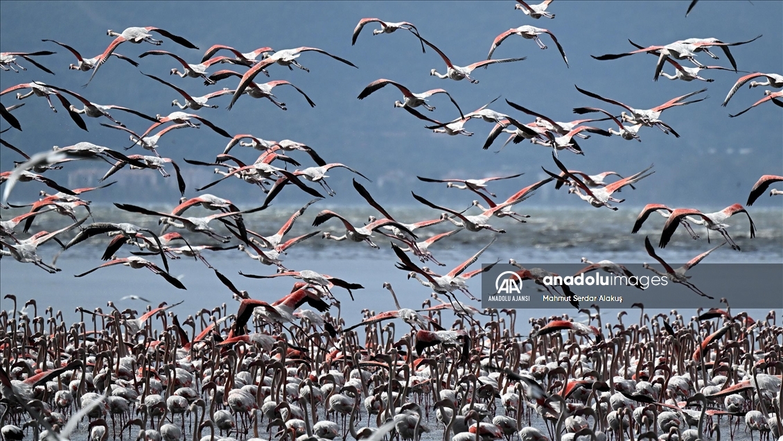 İzmir Kuş Cenneti'ndeki flamingolar sayıldı