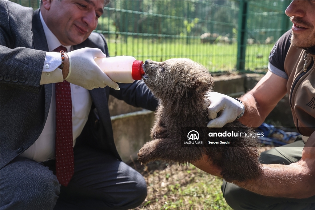 Bursa'daki ayı barınağında sevimli yavrulara özenle bakılıyor