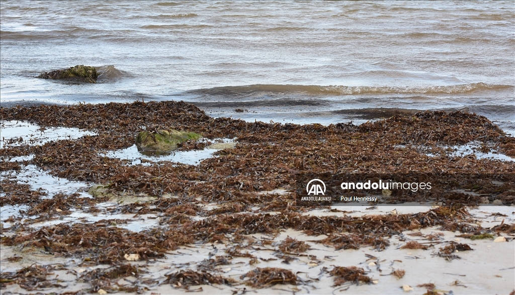 Sargassum deniz yosunu kütlesinin Meksika Körfezi'nden ilerleyerek Florida kıyılarına yöneldi