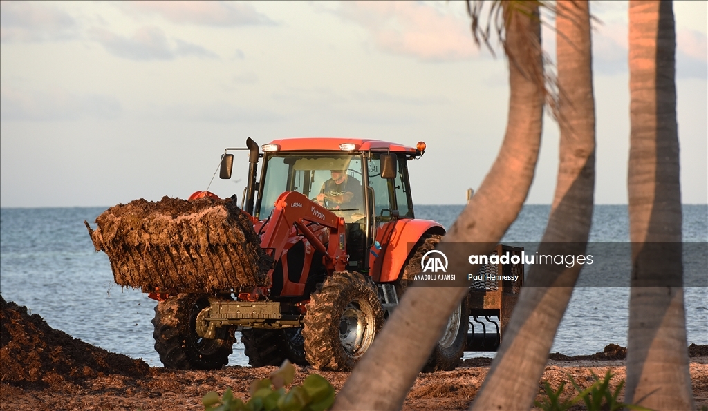 Sargassum deniz yosunu kütlesinin Meksika Körfezi'nden ilerleyerek Florida kıyılarına yöneldi