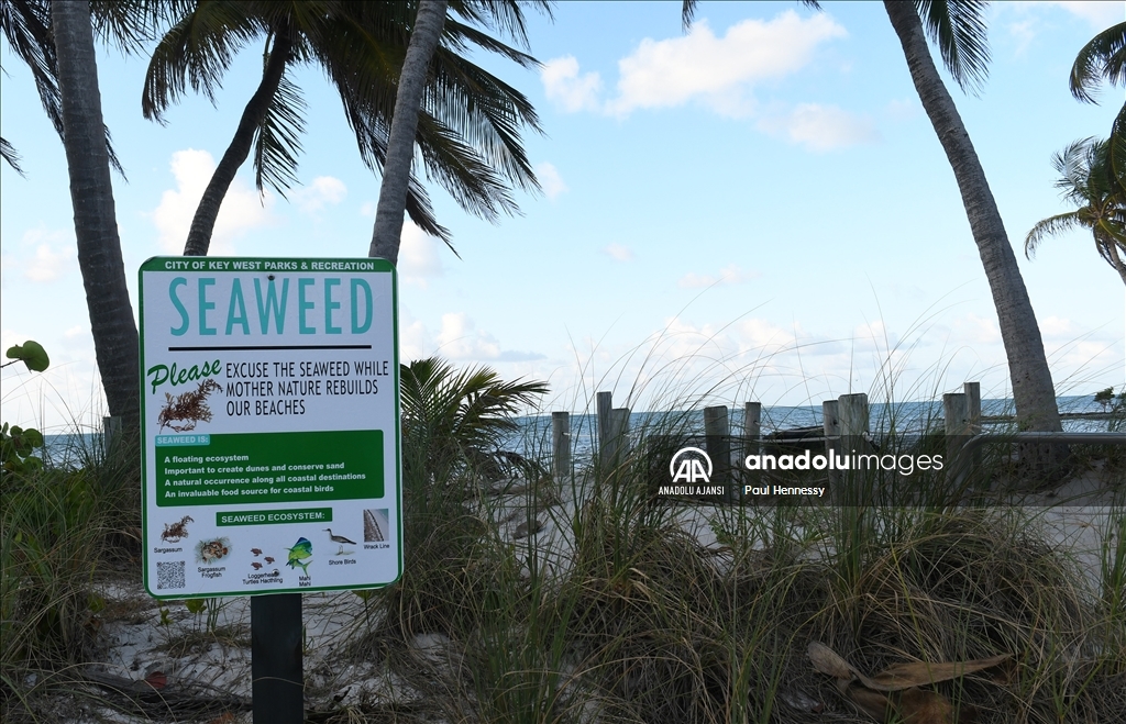 Sargassum deniz yosunu kütlesinin Meksika Körfezi'nden ilerleyerek Florida kıyılarına yöneldi