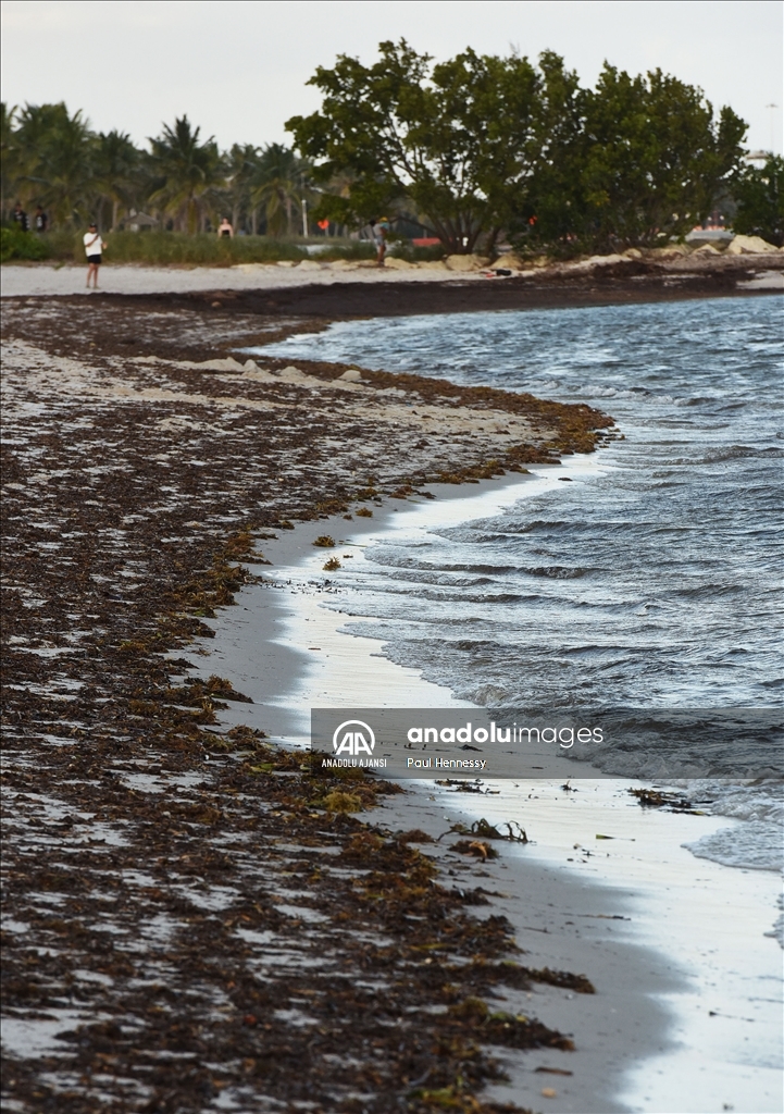 Sargassum deniz yosunu kütlesinin Meksika Körfezi'nden ilerleyerek Florida kıyılarına yöneldi