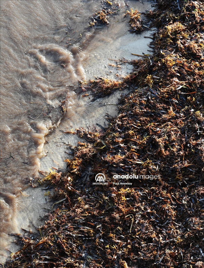 Sargassum deniz yosunu kütlesinin Meksika Körfezi'nden ilerleyerek Florida kıyılarına yöneldi