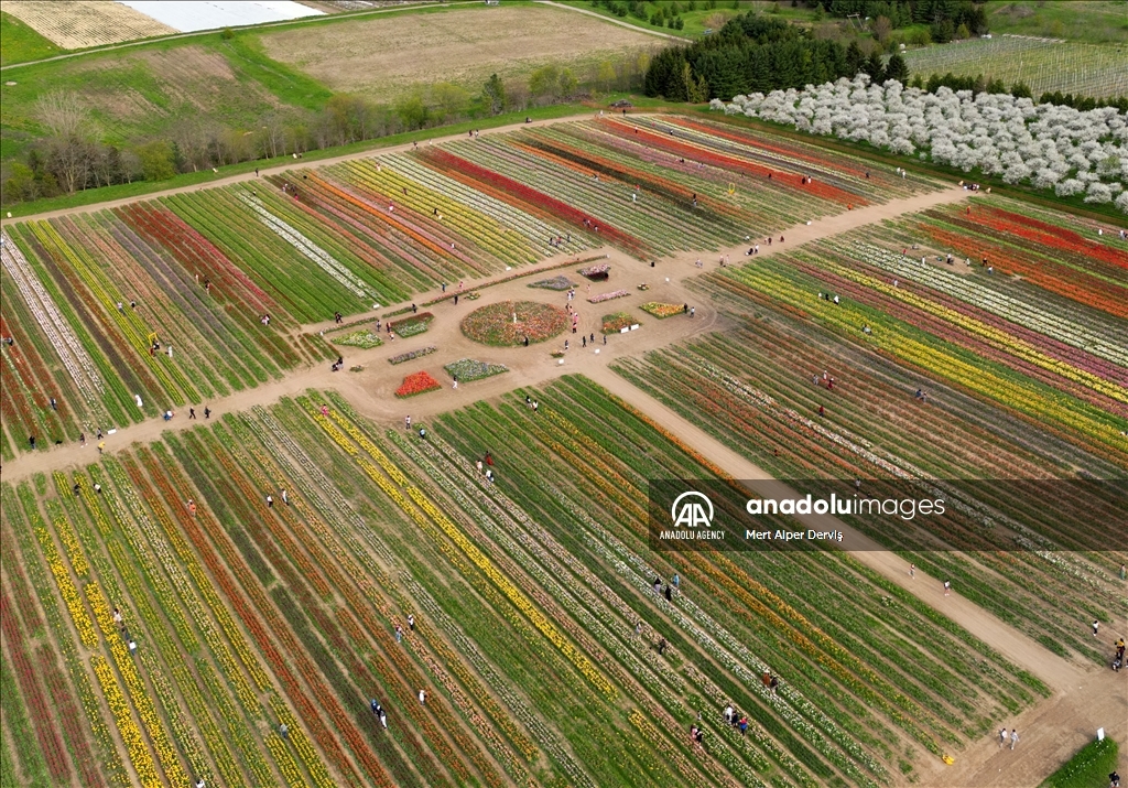 Fenwick Tulip Pick Farm in Canada