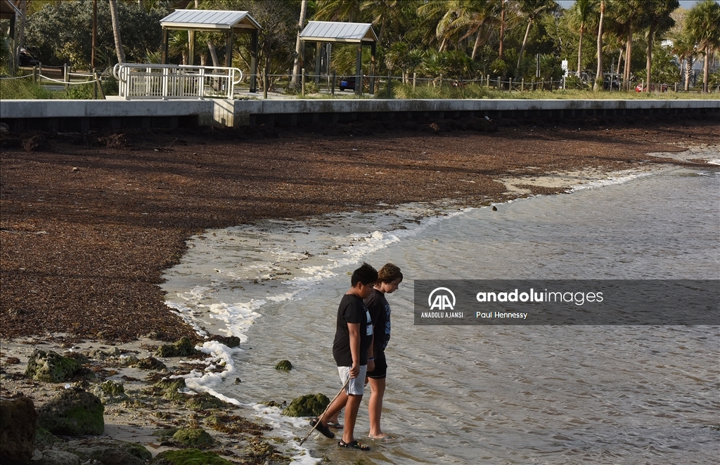 Sargassum deniz yosunu kütlesinin Meksika Körfezi'nden ilerleyerek Florida kıyılarına yöneldi