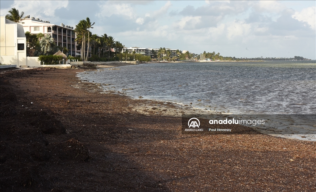 Sargassum deniz yosunu kütlesinin Meksika Körfezi'nden ilerleyerek Florida kıyılarına yöneldi