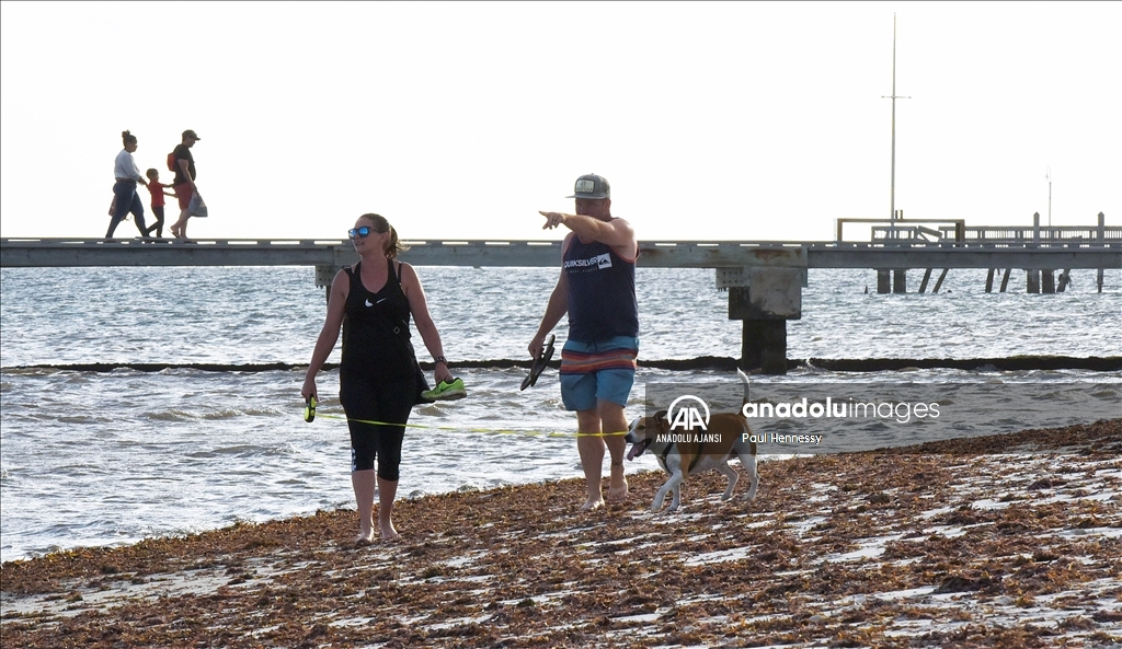 Sargassum deniz yosunu kütlesinin Meksika Körfezi'nden ilerleyerek Florida kıyılarına yöneldi