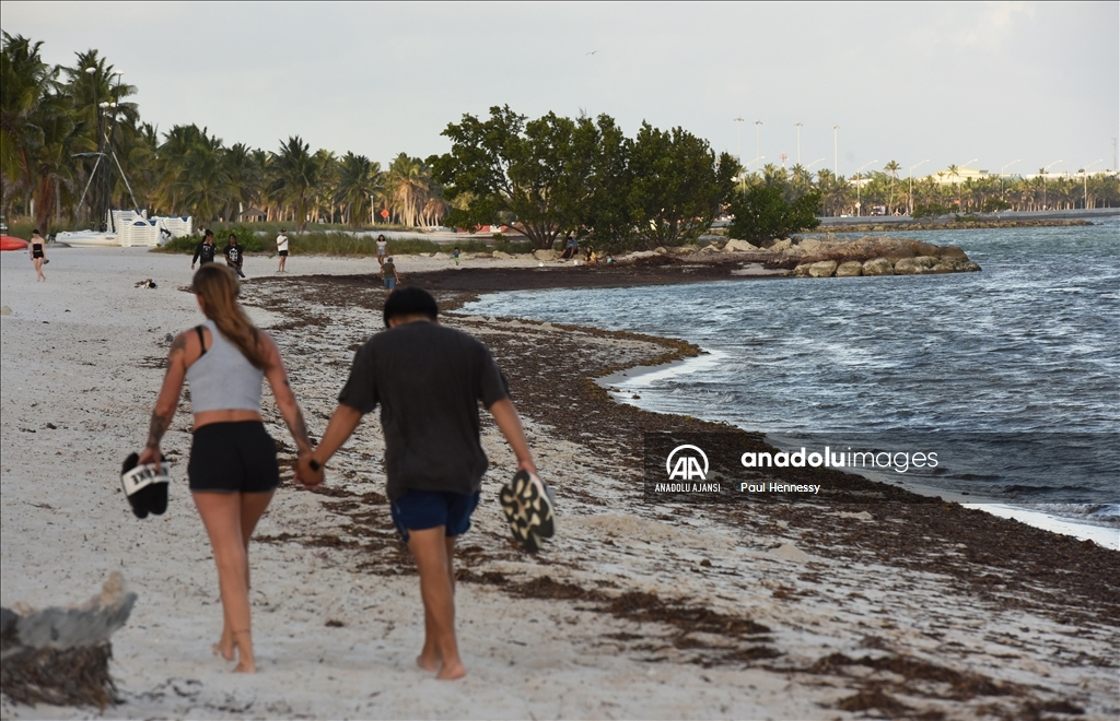 Sargassum deniz yosunu kütlesinin Meksika Körfezi'nden ilerleyerek Florida kıyılarına yöneldi