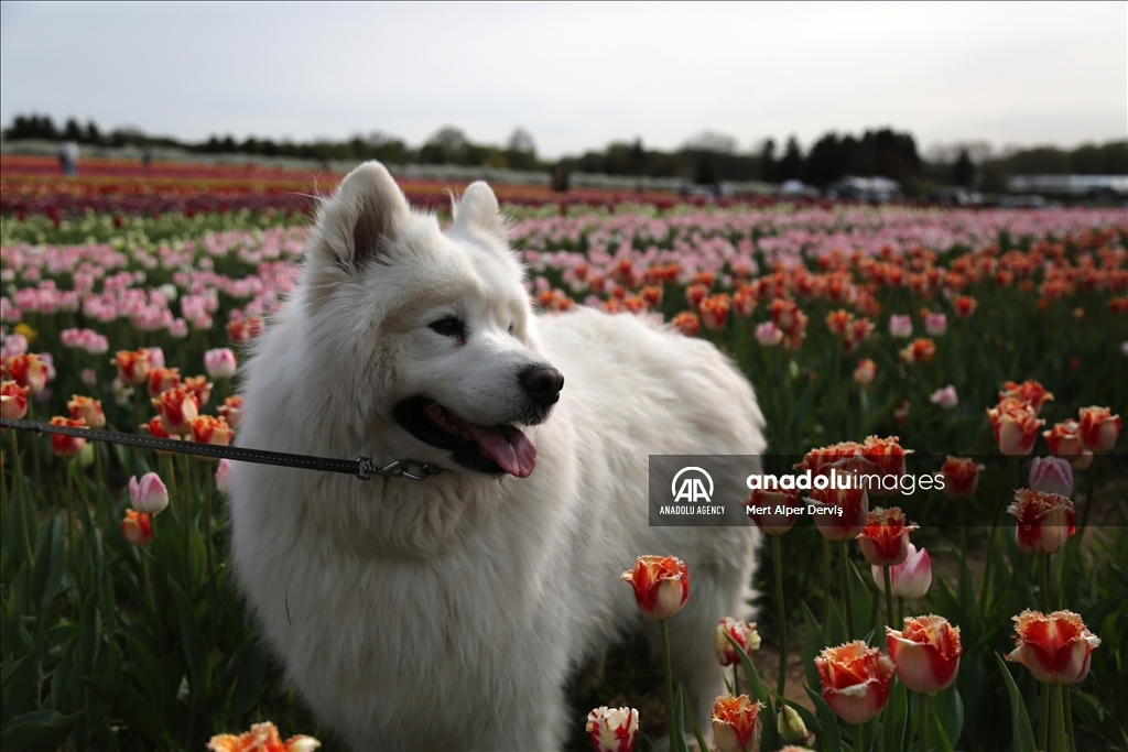 Fenwick Tulip Pick Farm in Canada