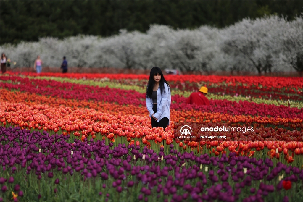 Fenwick Tulip Pick Farm in Canada