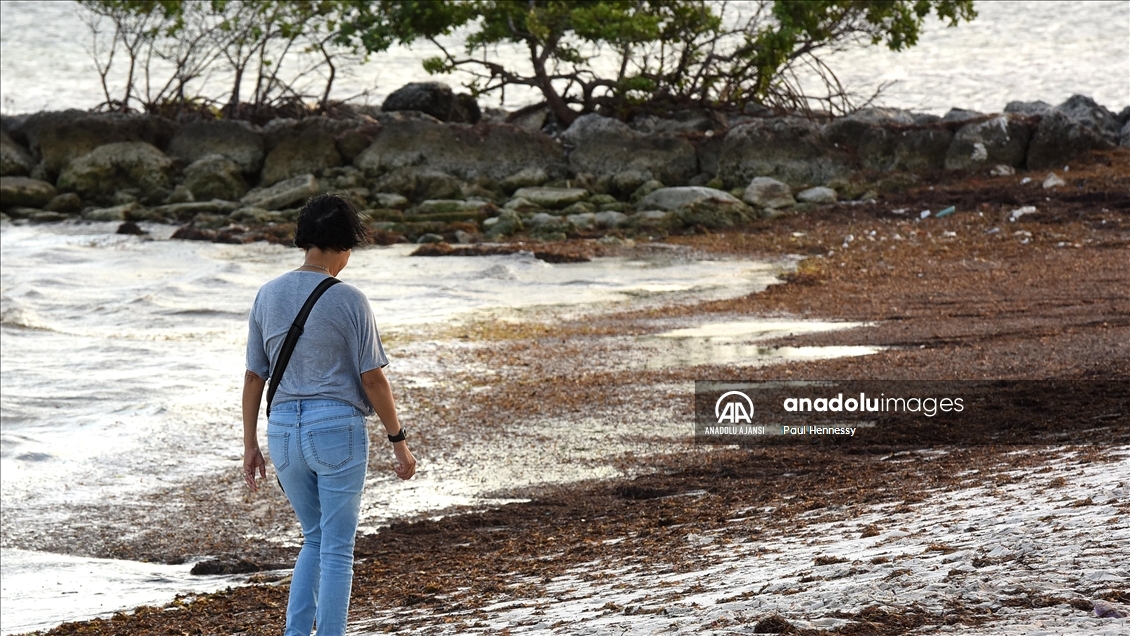 Sargassum deniz yosunu kütlesinin Meksika Körfezi'nden ilerleyerek Florida kıyılarına yöneldi