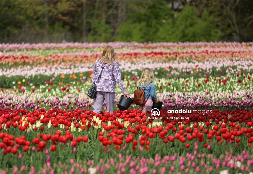 Fenwick Tulip Pick Farm in Canada