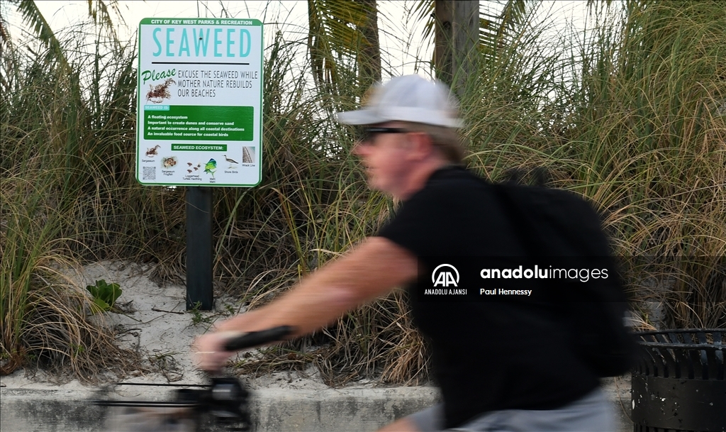 Sargassum deniz yosunu kütlesinin Meksika Körfezi'nden ilerleyerek Florida kıyılarına yöneldi