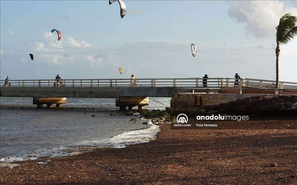 Sargassum deniz yosunu kütlesinin Meksika Körfezi'nden ilerleyerek Florida kıyılarına yöneldi